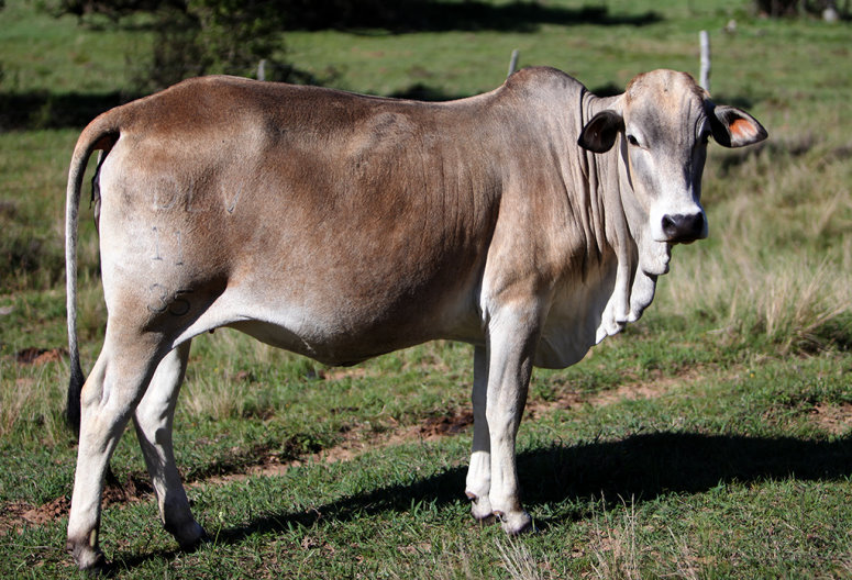BORAN